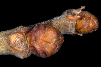 Morus alba (Moraceae) - Mulberry