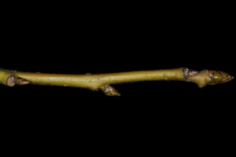 Liquidambar (Altingiaceae) - Sweetgum