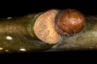 Quercus (Fagaceae) - Oak