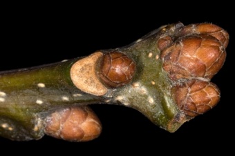 Quercus (Fagaceae) - Oak