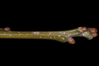 Quercus (Fagaceae) - Oak