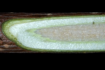 Acer pseudoplantanoides (Aceraceae) - Norway Maple -- Homogenous pith