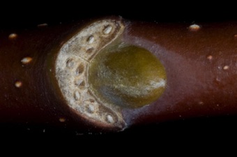 Magnolia (Magnoliaceae) - Magnolia