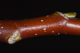 Magnolia (Magnoliaceae) - Magnolia