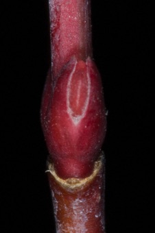 Acer glabrum (Aceraceae) - Rocky Mtn. Maple
