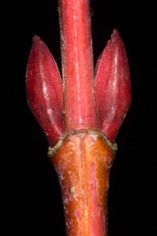 Acer glabrum (Aceraceae) - Rocky Mtn. Maple