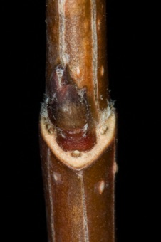 Acer grandidentatum (Aceraceae) - Big Tooth Maple