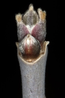 Acer negundo  (Aceraceae) - Boxelder