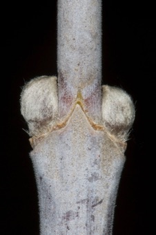 Acer negundo  (Aceraceae) - Boxelder