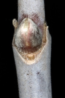Acer negundo  (Aceraceae) - Boxelder