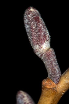 Alnus (Betulaceae) - Alder