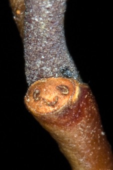 Alnus (Betulaceae) - Alder