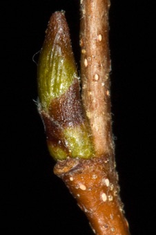 Betula occindentalis (Betulaceae) - River Birch