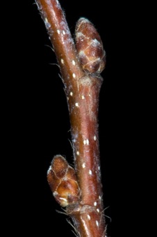 Carpinus (Betulaceae)