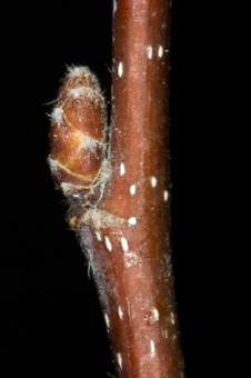 Carpinus (Betulaceae)