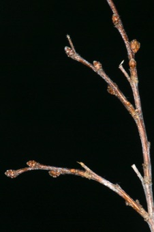 Carpinus (Betulaceae)