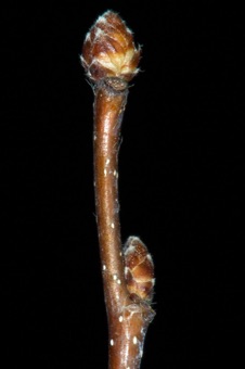Carpinus (Betulaceae)