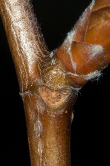 Fagus (Fagaceae) - Beech