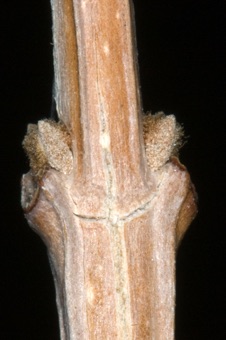 Fraxinus anomala (Oleaceae) - Ash