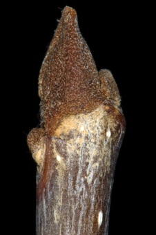 Fraxinus (Oleaceae) - common ash