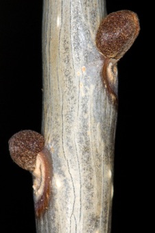 Fraxinus (Oleaceae) - common ash -- subopposite leaves in some cases