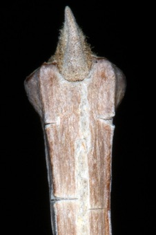 Fraxinus anomala (Oleaceae) - Ash