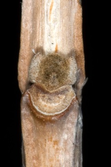 Fraxinus anomala (Oleaceae) - Ash