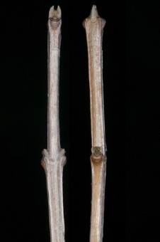 Fraxinus anomala (Oleaceae) - Ash