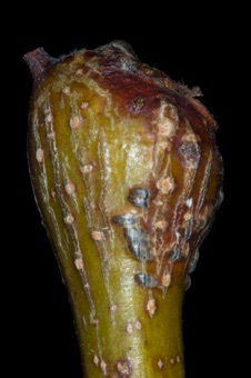 Gleditsia (Fabaceae)