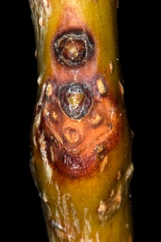 Gleditsia (Fabaceae)