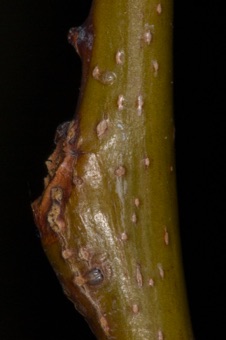 Gleditsia (Fabaceae)