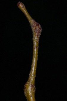 Gleditsia (Fabaceae)