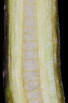 Lirodendron tulipiflora (Magnoliaceae) - tulip tree or yellow poplar