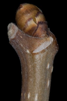 Morus alba (Moraceae) - Mulberry