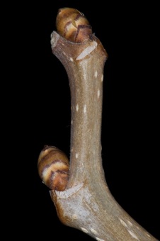 Morus alba (Moraceae) - Mulberry