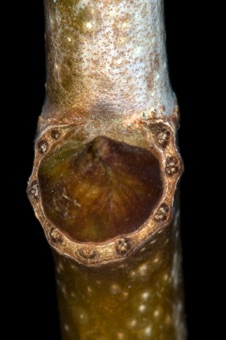 Platanus (Platanaceae) - Sycamore