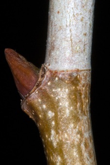 Platanus (Platanaceae) - Sycamore
