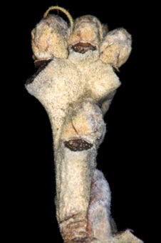 Quercus (Fagaceae) - oak