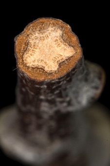 Quercus (Fagaceae) - oak