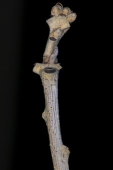 Quercus (Fagaceae) - oak