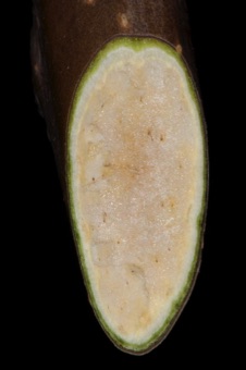 Rhus (Anacardiaceae) - Sumac