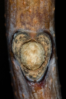 Rhus (Anacardiaceae) - Sumac