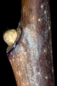 Rhus (Anacardiaceae) - Sumac