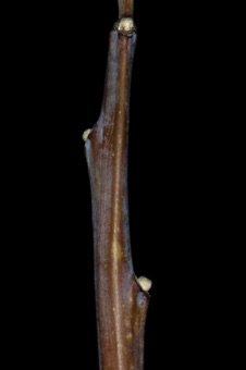Rhus (Anacardiaceae) - Sumac