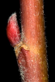 Salix (Salicaceae) - WIllow