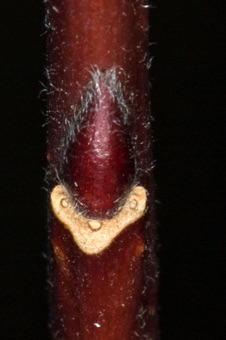 Salix (Salicaceae) - WIllow