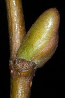 Tilia (Malvaceae - formerly Tiliaceae) - Linden tree or Basswood