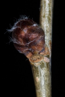 Ulmus pumila (Ulmaceae) - Elm