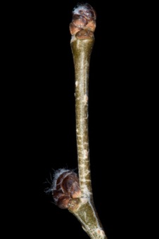 Ulmus pumila (Ulmaceae) - Elm