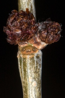 Ulmus pumila (Ulmaceae) - Elm